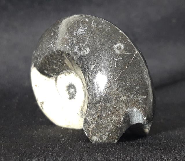 Manticoceras sp. HYATT 1884 - Bild &copy; FossNet FossilienStore